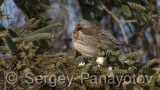 Video of Mistle Thrush - Fieldfare in the winter forest and snow
